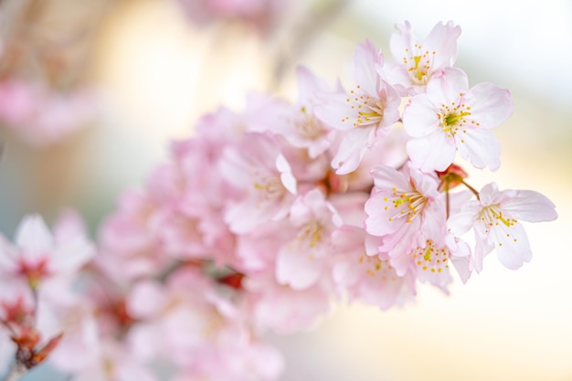 sakura