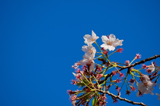 Sakurabloem, aardachtergrond, bloem in Japan