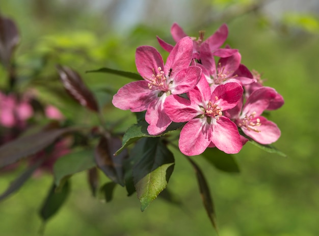 Sakurabloem en mierenclose-up