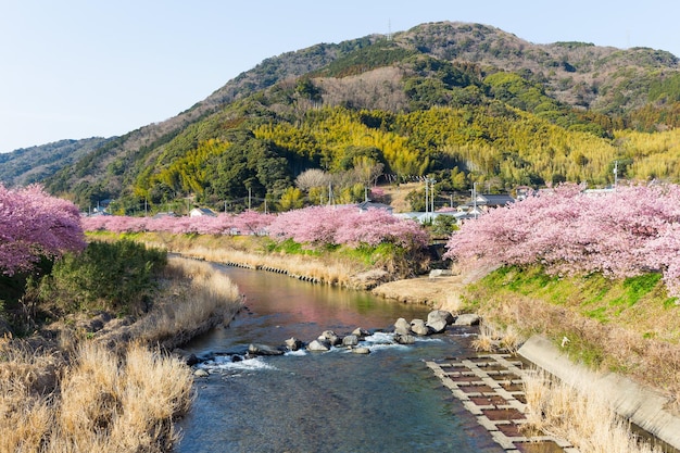 Sakurabloem en rivier