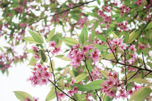 Sakurabloem met mooi bij hemel.