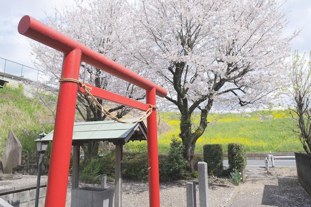 Sakurabloesem met heiligdom in Japan