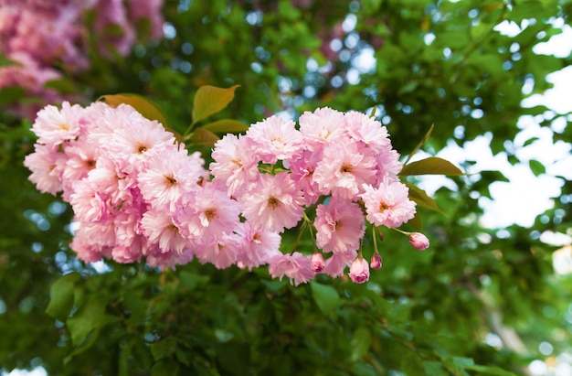 Sakurabomen en bloemen