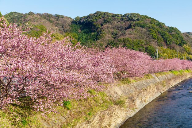 Sakuraboom en rivier in Japan