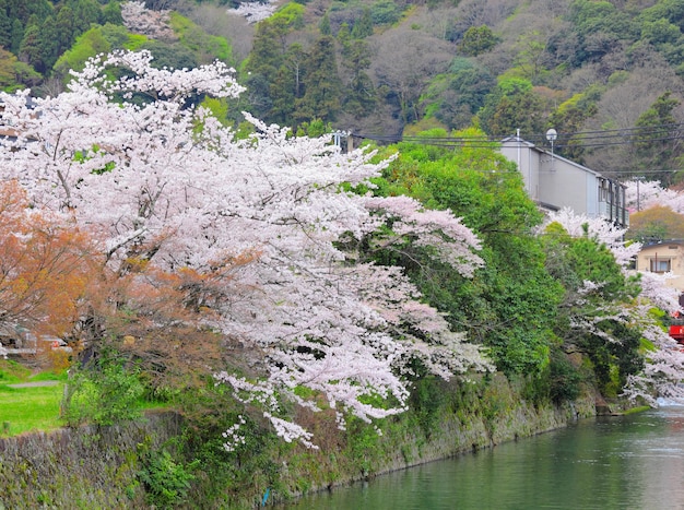 Sakuraboom met rivier