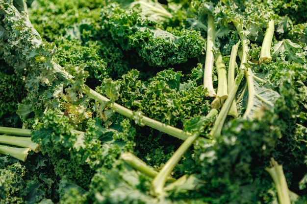 Salad background pile of fresh green salad leaves