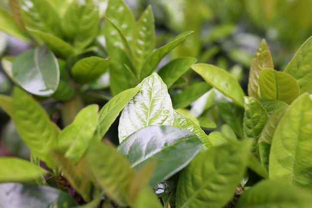 Insalata di foglie di giardino o piante d'appartamento per vasi di fiori foglie di tè verde nella piantagione di tè in