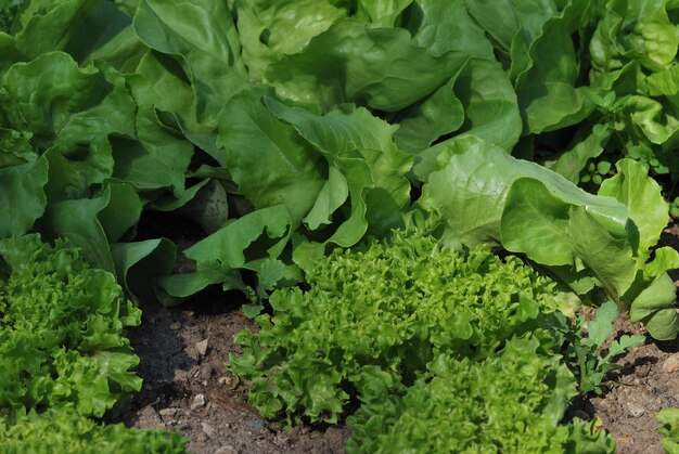 Salad from the garden