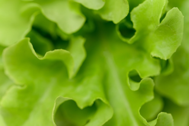 Cibo sano di quercia verde insalata