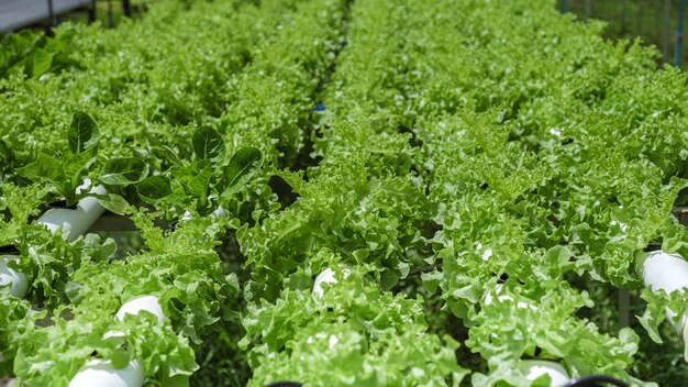 Salad growing in a pvc pipe organic lettuces grown in an outdoors hydrophonics system koh kood