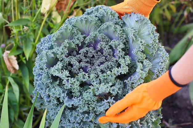 Salad in the hands of the girls in your garden