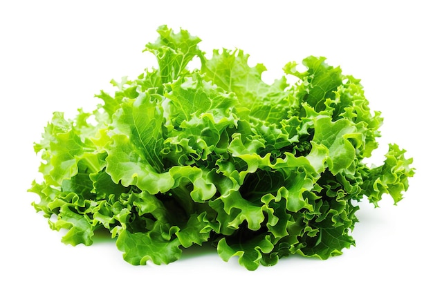 Salad leaf Lettuce isolated on white background