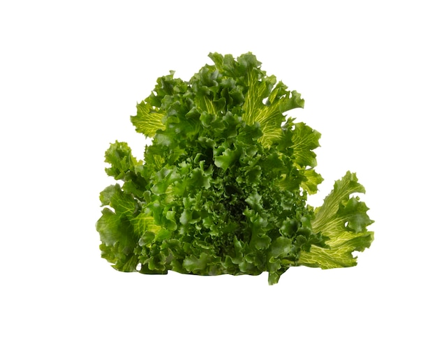 Salad leaves Bio lettuce isolated on white background