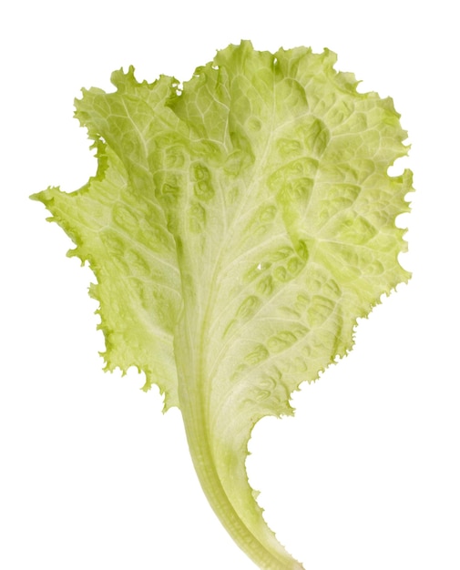 Salad lettuce