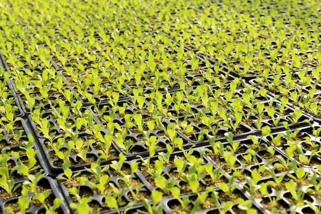 Salad plantation on a farm or nursery