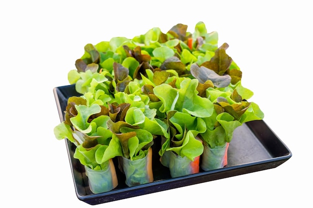 Salad rolls organic green and red oak lettuce with meat filling on black tray