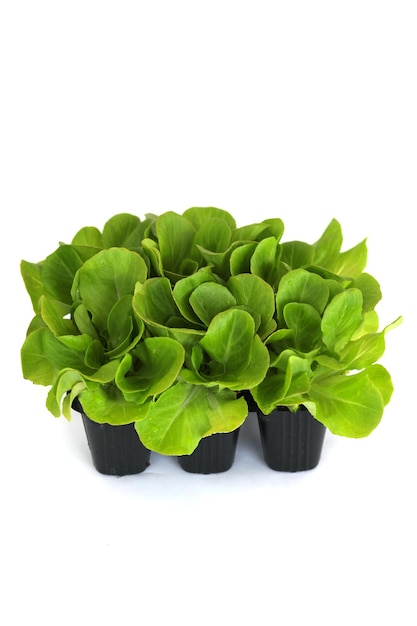 Salad salanova seedlings in a pot isolated on white background Organic gardening plants