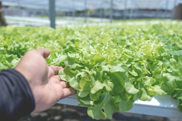 Salad vegetable in the hydroponic garden farm, healthy organic agriculture cultivation.