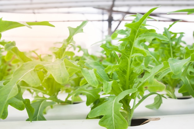 Salad vegetables in greenhouse