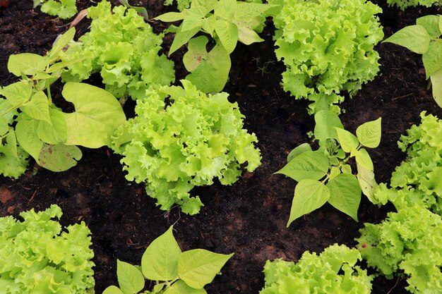 Salade bonen spruiten in het veld zaailingen in de boeren tuinbouw tuinbouw concept