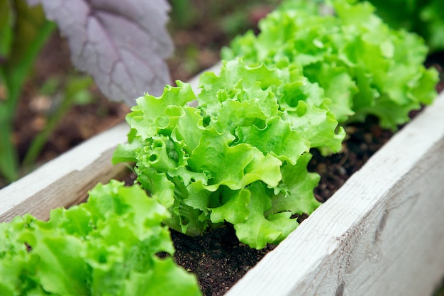 Salade geplant in de tuin op een rij. Slabed in de zomer