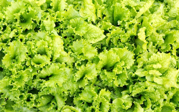 Salade Groene bladsalade textuur in groentenveld Tuinieren achtergrond