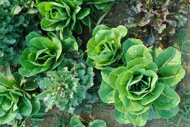 Foto salade in moestuin voor gezondheidsvoedsel en landbouwconceptontwerp organische coria