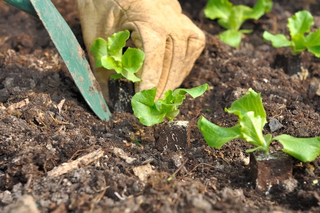 Salade planten