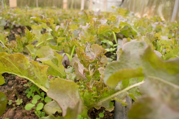 Salade tuin achtergrond