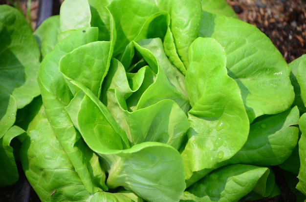 saladegroente voor gezond voedsel op landbouwbedrijf