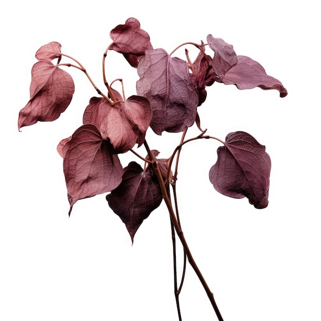 Salal dried flower isolated on white background Generative AI