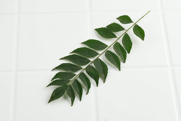 Salam Koja Murraya koenigii syn Chalcas koenigi or Temurui Known as Curry Leaves or Daun Kari Isolated on White