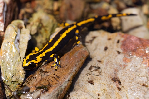 Foto salamandra nell'acqua sulle pietre. biodiversità e conservazione dell'habitat degli anfibi.