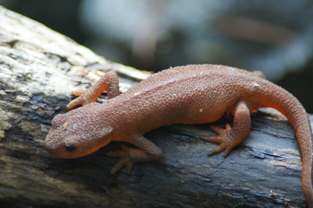 Foto salamandra