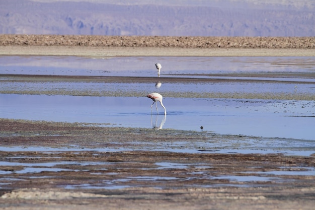 Salar de Atacma Chili