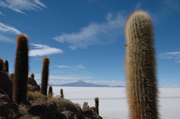 Photo salar de uyuni kaktus blue sky dry hot