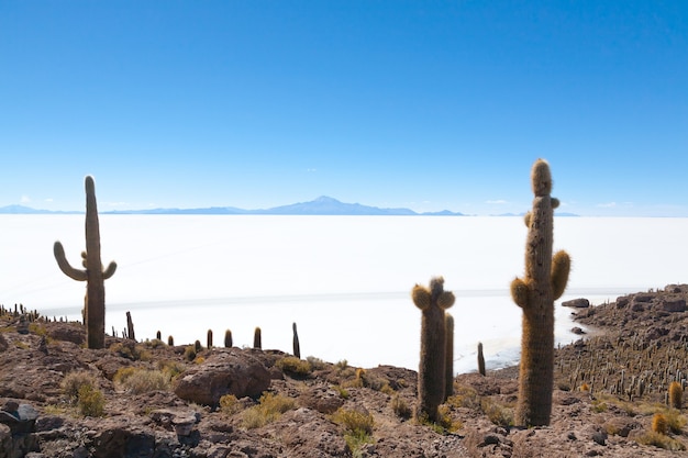 Salar de Uyuni uitzicht vanaf het eiland Incahuasi, Bolivia. Grootste zoutvlakte ter wereld. Boliviaans landschap