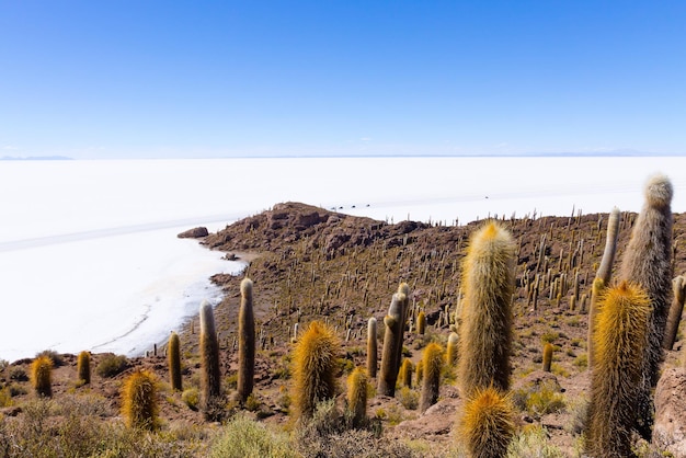 Foto salar de uyuni uitzicht vanaf incahuasi eiland bolivia grootste zoutvlakte ter wereld boliviaans landschap