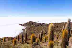 Photo salar de uyuni view from incahuasi island bolivia largest salt flat in the world bolivian landscape