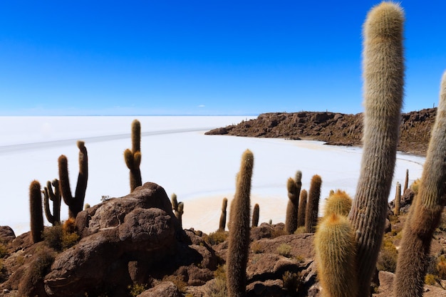 Photo salar de uyuni view from isla incahuasi