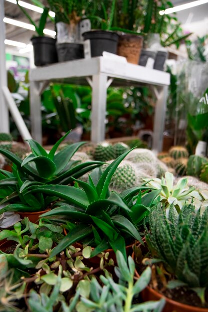 Sale of decorative tropical plants and flowers