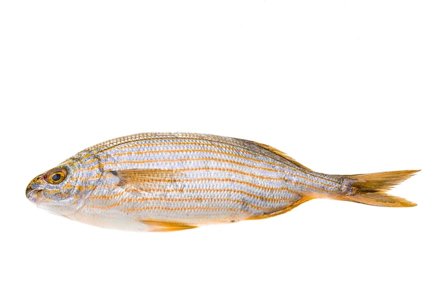 Foto salema porgy sarpa vis