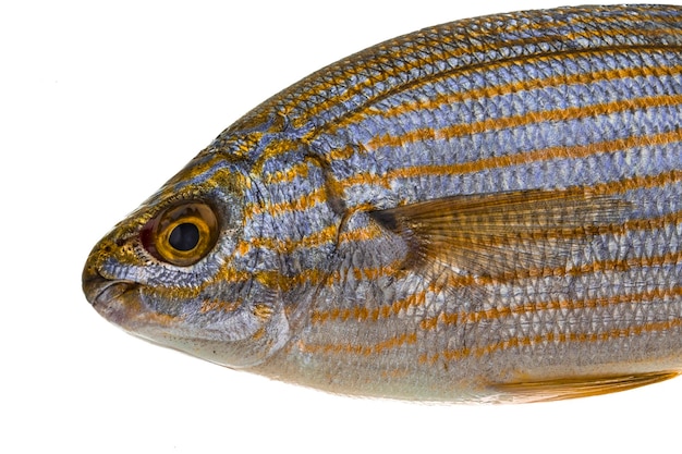 Salema porgy sarpa vis