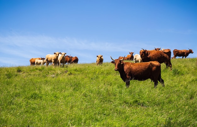 Salers cows in the pasture in Auvergne France