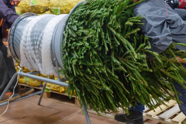 Salesman being wrapped up a cut Christmas tree packed in a plastic net