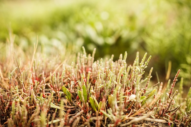 Photo salicornia plant