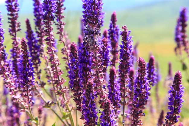 Salie medicinale plant groeit in het wild