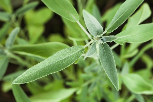 Salieplant in de tuin, macroweergave van bladeren