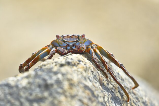 Sally lightfoot crab o rock crab (grapsus grapsus) alla ricerca di cibo tra le rocce dove le onde colpiscono.