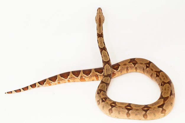 연어 보아 Constrictor 뱀 흰색 배경에 고립